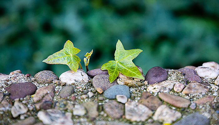 GettyImages-1075530790